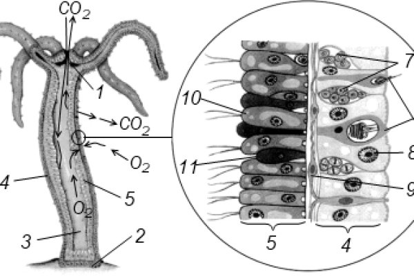 Kra44.cc